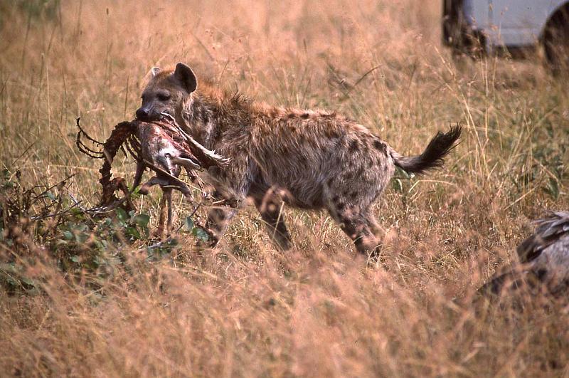 WT 1400 201-26 Kenya.jpg